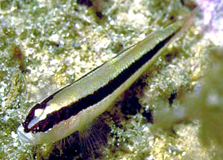 Gobius vittatus_08